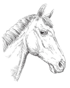 Horse portrait-10
