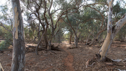 Obraz premium Another dry creek bed at Mutawintji National Park, NSW