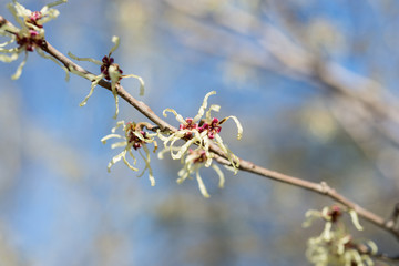 Witch hazel tree blooms in the spring. Hamamelis mollis