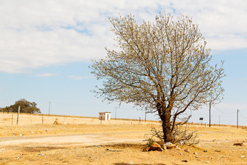 plant and tree in the national park