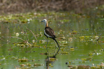 Pheasant-tailed Jacana (Hydrophasianus chirurgus)