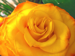 Obraz na płótnie Canvas Yellow rose. Floral natural background. Close up flower view, macro, soft focus. Dainty, romantic, elegant image