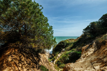 Fototapeta na wymiar Landscape with Cliff and Dunes at the Beach near Albufeira Portugal in Summer