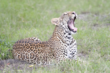 Leopard (Panthera pardus) lying down in grass, Masai Mara, Kenya.