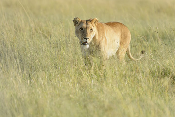 Naklejka na ściany i meble Lioness (Panthera leo) walking in savannah, Masai Mara, Kenya