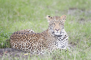 Leopard (Panthera pardus) lying down in grass, Masai Mara, Kenya.