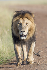 Male Lion (Panthera leo) walking in savanna, Masai Mara, Kenya.