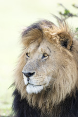 Male Lion (Panthera leo) portrait, Masai Mara, Kenya.