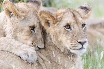 Young lions (Panthera leo) playing together, Masai Mara national reserve, Kenya