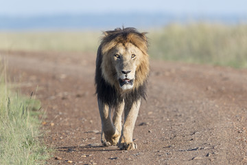 Male Lion (Panthera leo) walking in savanna, Masai Mara, Kenya.