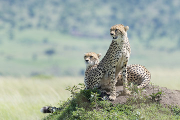 Two Cheetah (Acinonix jubatus) sitting on termite hill looking over savanna, Masai Mara, Kenya