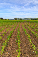 Fototapeta na wymiar Rows of Crops in the Sussex Countryside