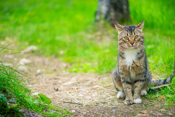 Naklejka na ściany i meble beautiful striped cat sitting on a trail near a lawn