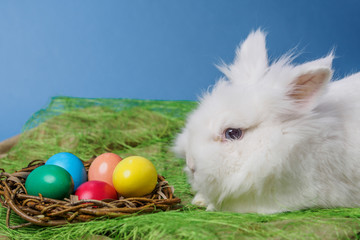 easter bunny sitting on grass near nest with colorful eggs blue background