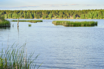 Spring landscape a large lake with areas of rising young cane.