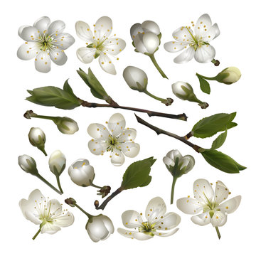 Set of Blossoming cherry white flowers