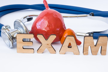 Prostate and bladder examination or exam concept. Shape of prostate with bladder near stethoscope...