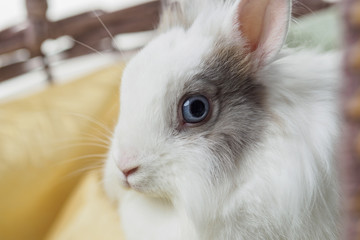 Obraz premium Easter bunny sitting in a basket on a white background
