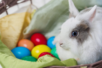 spotted easter bunny sitting in basket with colorful Easter eggs on white background