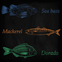 A set of painted sea fish. Mackerel, dorado, sea bass. Sketch of color pattern, vector illustration