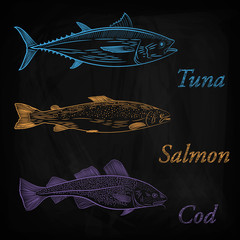 A set of painted sea fish. Salmon, tuna, cod. Sketch of color pattern, vector illustration