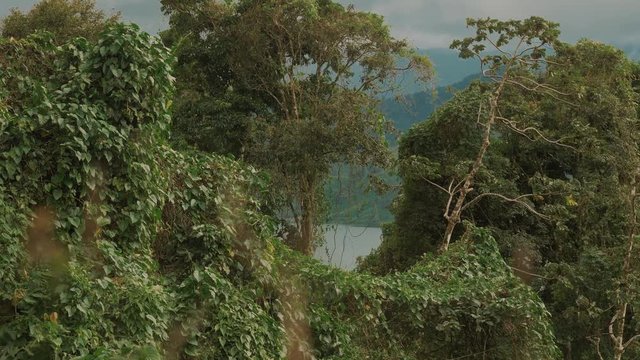 Jungle Bushes, Costa Rica, Graded Version