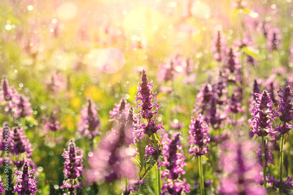 Fototapete Summer landscape with wildflowers at sunset. Blooming Betonica officinalis.