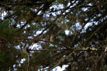 Obraz premium Sparrow on branch in forest