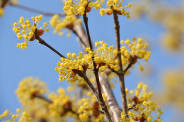 Cornus officinalis