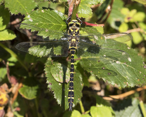 Golden-ringed Dragonfly