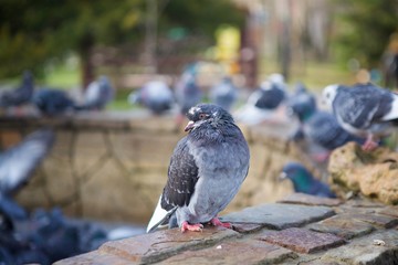 The little bird the pigeon is sitting on the sea rocks