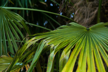 Tropical summertime background of palm tree leaves