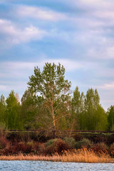 Fototapeta premium tree in the field