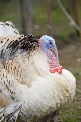 Obraz premium A big fat Turkey walking through the yard