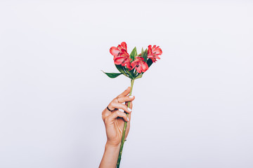 Red flower in female hand with manicure
