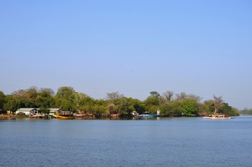 Mangrove sur les rives de Janjangbureh (Gambie)