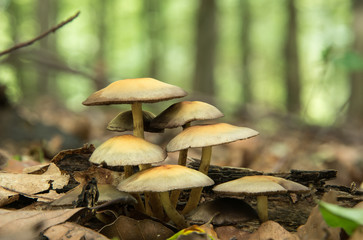 Gruppe kleiner Pilze im Wald