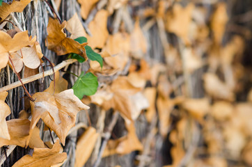 Fotografía de fondo de una enredadera con las hojas secas.
