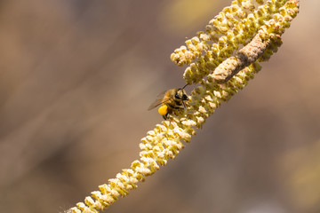 Bee collects pollen on Hazel plant,springtime