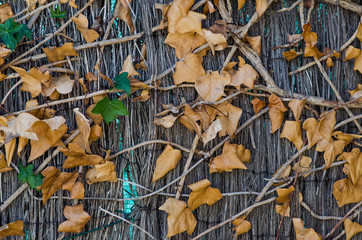 Fotografía de fondo de una enredadera con las hojas secas.