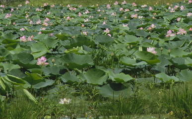 LOTUS POND 