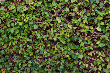 Fotografía de fondo de una enredadera en el patio de casa.