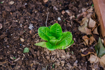Fotografía de unas lechugas del huerto de casa.
