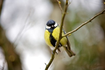 The little bird bird with a yellow breast