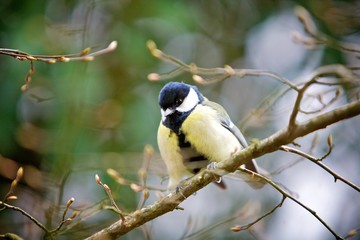 The little bird bird with a yellow breast