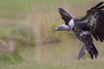 Ruppells griffon vulture landing on grassland plains.