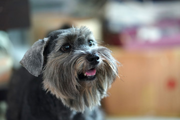 Naklejka na ściany i meble Small black dog mixed breed with beautiful bright eyes