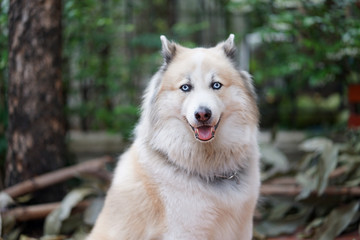 Obraz premium Beautiful fluffy blue eye dog face shot