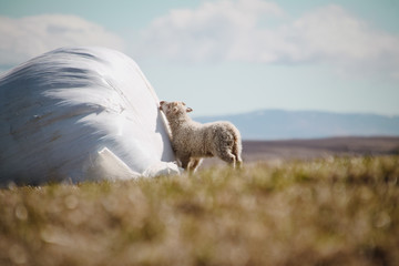 lamb looking for his mum
