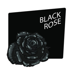 Vector black rose on white background and dark box.